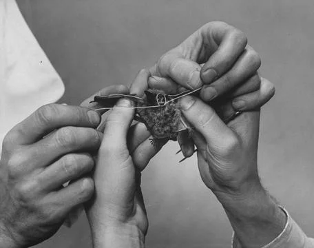 Study Of Bat Behavior, New York, USA Stock Photos