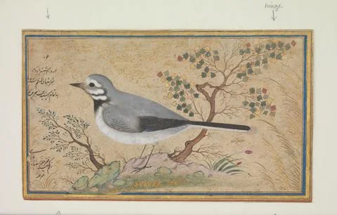 Study of a Bird dated A.H. 1043/A.D. 1634 Painting by Riza-yi 'Abbasi Paint.. Stock Photos