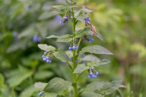 Study of blue bell. Analyzing clustered blue bell for scientific research p.. Stock Photos