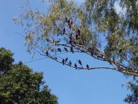 A study of a branch with birds Stock Photos