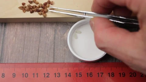 Study of buckwheat and rice. Rice and buckwheat scientific research. Stock Footage 172376880