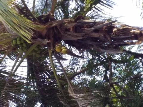 A study of coconut tree after rains Stock Photos