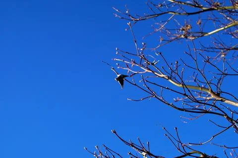 A Study in Contrast: Intricate Branch Patterns Over a Cloudless Blue Horizon Foto stock
