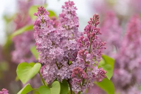 Study of delicate lilac flower petal forms. Analyzing complex floret shapes a Stock Photos