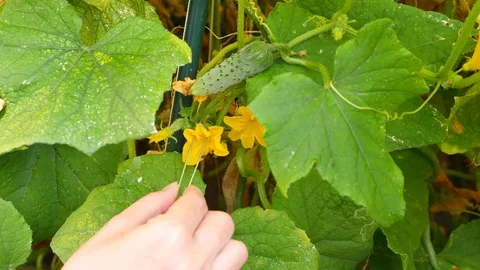 Study of the development of cucumbers. Genetic Engineering. close-up of 4k. Slow Stock Footage 80390465
