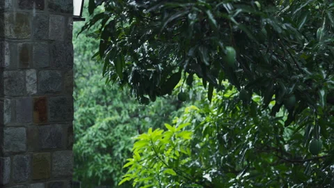 Study dynamics of tropical rainfall through this clip of wet mango tree in Stock Footage 269972692