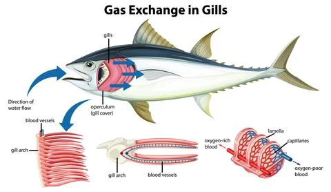Study of Fish Internal Anatomy Diagram in Vector Cartoon Style 库存插图