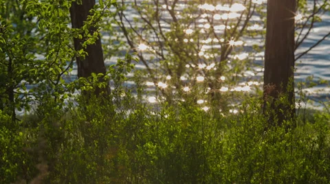 Study On Forest Background With Sun Glare Stock Footage 37553817