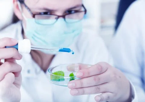 Study of genetic modified GMO plants in the laboratory Stock Photos