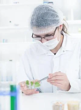 Study of genetic modified GMO plants in the laboratory. Stock Photos