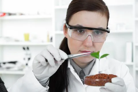 Study of genetic modified GMO plants in the laboratory. Stock Photos