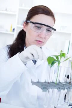 Study of genetic modified GMO plants in the laboratory. Stock Photos
