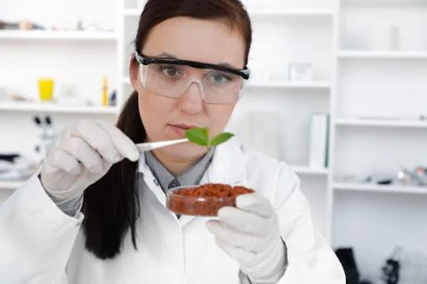 Study of genetic modified GMO plants in the laboratory Foto stock
