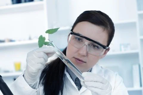 Study of genetic modified GMO plants in the laboratory Foto stock