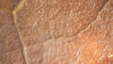Study of a genetic sample. The structure of a dry leaf of a plant under a micros Stock Footage 232993517