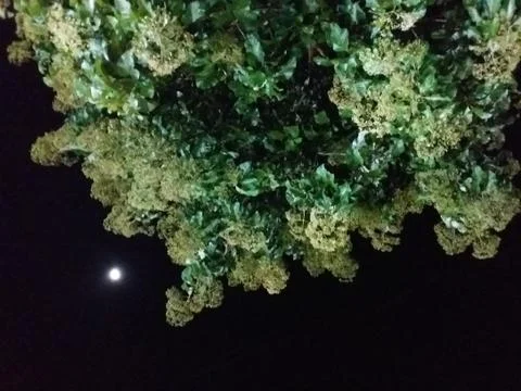 The study of a green tree during night Stock Photos