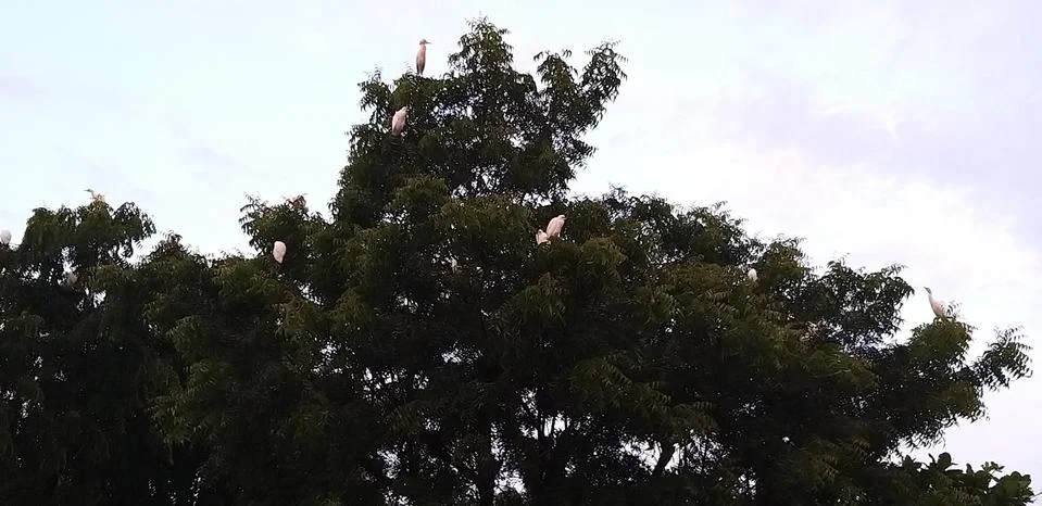 A study of green tree Stock Photos
