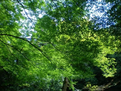 A study in green - trees against a blue sky. Stock Photos