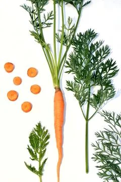 Study guide on the table carrot root, leaves, stem. 写真素材