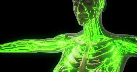 Study of human blood vessels highlighting their structure and function Video stock 321662991