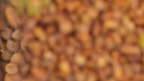 Study with a magnifying glass, background made from acorns. Stock Footage 83268160