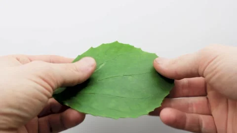 The study of plants, leaves. Green natural leaf in hands. Stock Footage 202390776