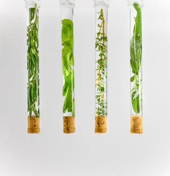 Study of the properties of spicy herbs in test tubes. 写真素材