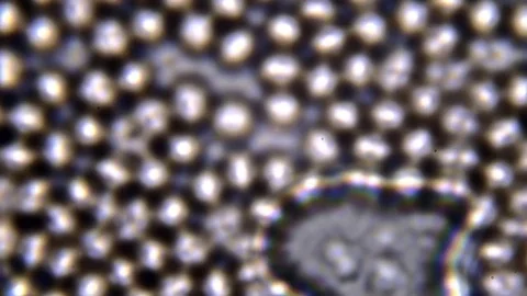 The study sample through a microscope. The movement of erythrocytes Stock Footage 71551736