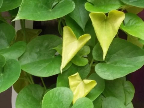 A study of some leaves Stock Photos