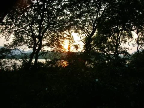 A study of sunlight coming through green trees Stock Photos
