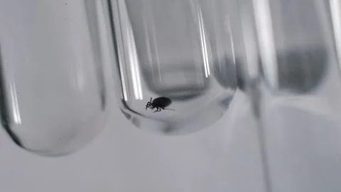 Study of tick in scientific laboratory for encephalitis or Lyme disease Stock Footage 247173359
