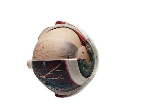 Study tool of an human eye Stock Photos