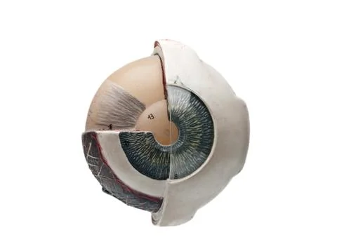 Study tool of an human eye Stock Photos