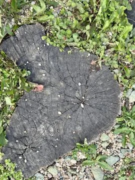 Study Of Tree Decay, Analyzing Deterioration And Development In Burned Tree 写真素材