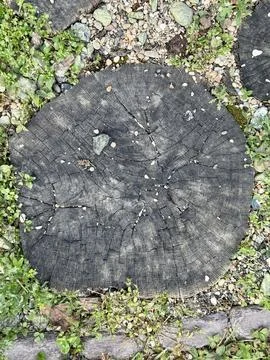 Study Of Tree Decay, Analyzing Deterioration And Development In Burned Tree Stock Photos