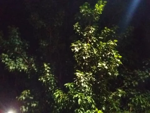 A study of tree during night Foto stock