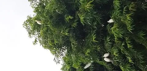 The study of a tree Stock Photos