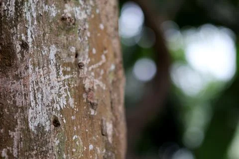 Study of Weathered Tree Bark Stock Photos