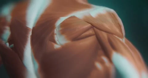 Studying the chest and back muscles in anatomy app Stock Footage 314878795