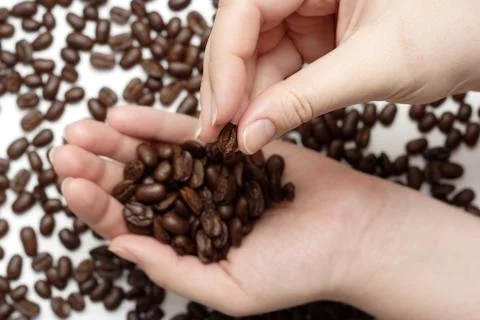 Studying of coffee beans Stock Photos