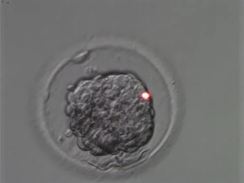 Studying the condition of the microscopic egg cell at the medical laboratory Stock Footage 277651708