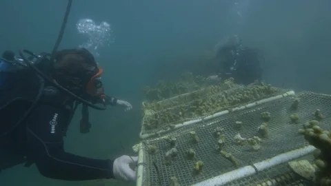 Studying corals underwater Video stock 93218874