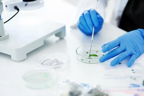 Studying the functioning of plants. a scientist conducting an experiment in a Stock Photos