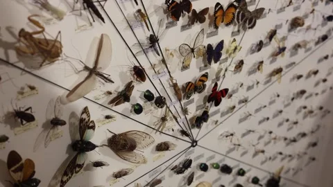 Studying insects in the laboratory Stock Footage 286039641