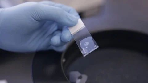 Studying a Microscope Slide Stock Footage 71454636