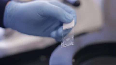 Studying a Microscope Slide Stock Footage 71455508