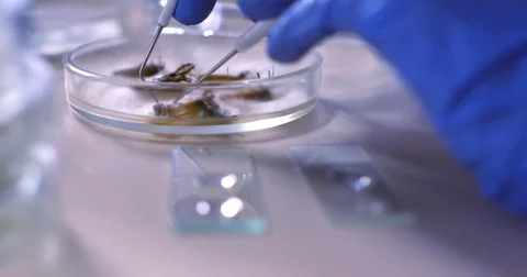 Studying of parasites that kill the crops in a lab Video stock 76615544