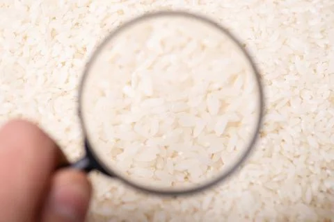 Studying rice concept Stock Photos
