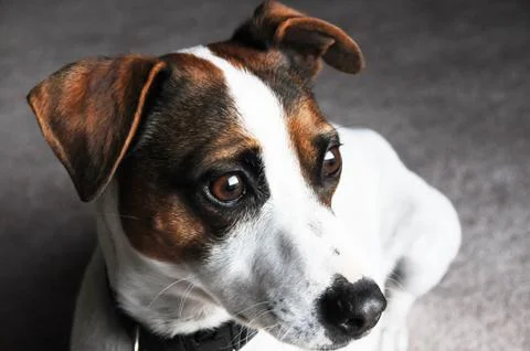 Studying russel Stock-Fotos