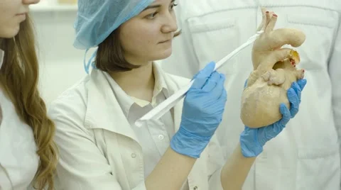 Studying the Structure of the Heart Stock Footage 67463420